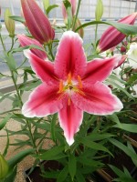 [4268 Metropolitan No02.JPG]